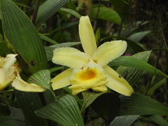 Sobralia xantholeuca