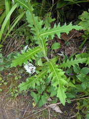 Cirsium maackii