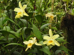 Sobralia xantholeuca