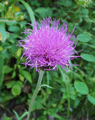 Cirsium maackii