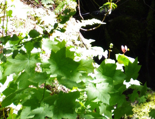 iNaturalist observation photo of thimbleberry