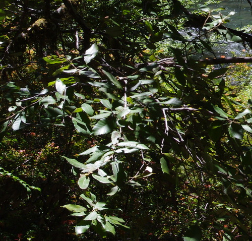 iNaturalist observation photo of Tanoak