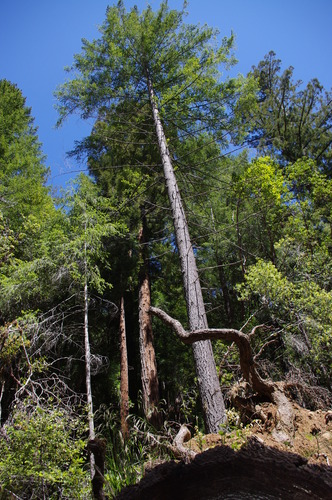 iNaturalist observation photo of Douglas-fir