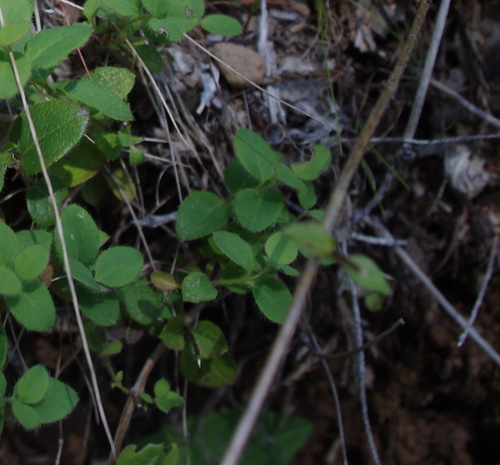 iNaturalist observation photo of Pink Honeysuckle