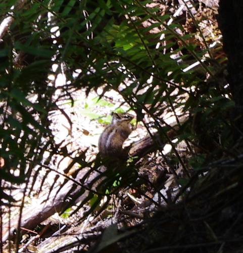 iNaturalist observation photo of Yellow-cheeked Chipmunk