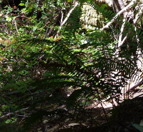 iNaturalist observation photo of western sword fern