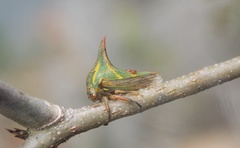 Umbonia crassicornis