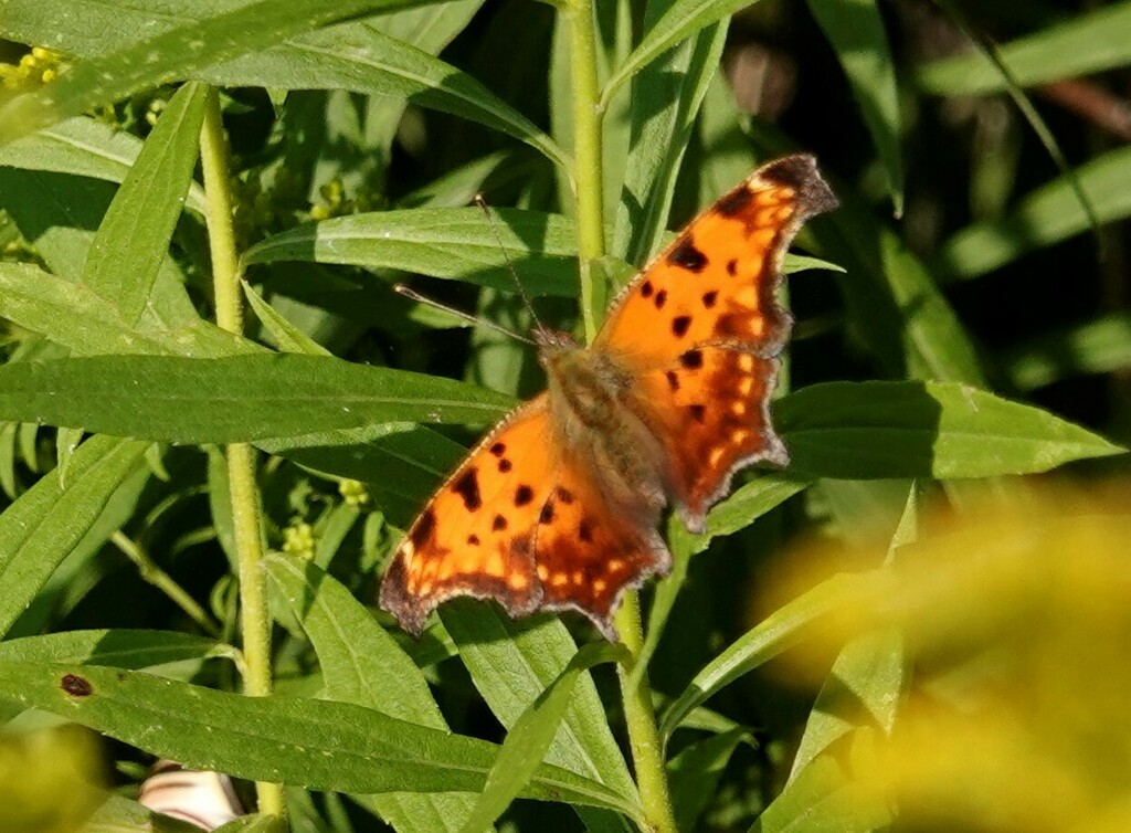 Eastern Comma from South Riverdale, Toronto, ON, Canada on September 3 ...