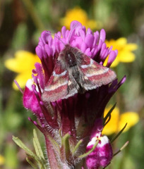 Schinia pulchripennis