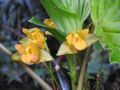 Lycaste bradeorum