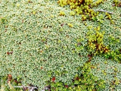Bolax gummifera