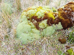 Bolax gummifera