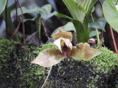 Lycaste deppei