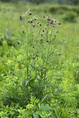 Cirsium pendulum