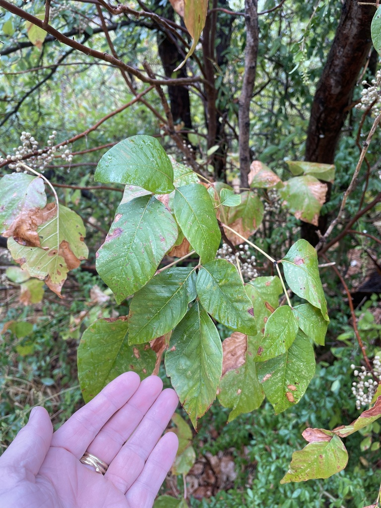 eastern poison ivy from Arcadia Trail Park, Fort Worth, TX, US on ...