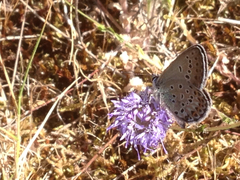 Plebejus bellieri villai