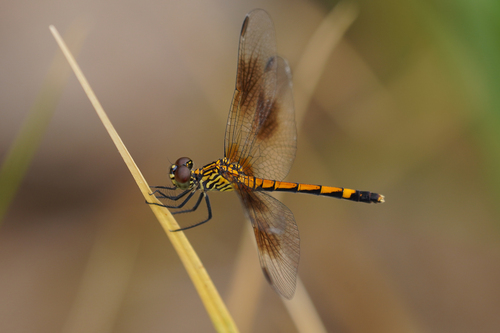 Seaside Dragonlet