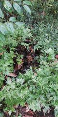 Selaginellaceae