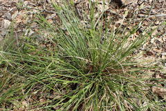 Carex caroliniana