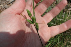 Carex caroliniana