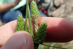 Carex caroliniana