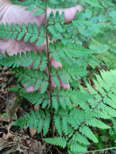 Dryopteris remota
