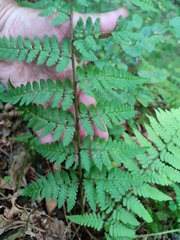 Dryopteris remota