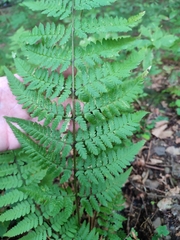 Dryopteris remota, photograph Erwin Gruber, CC BY, iNaturalist via GBIF