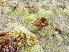 Bolax gummifera