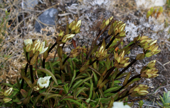 Gentianella angustifolia
