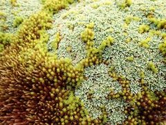Bolax gummifera