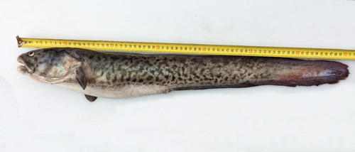 Ling (Genypterus tigerinus) — Ophidiidae — 3