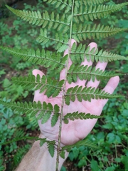 Dryopteris remota, photograph Erwin Gruber, CC BY, iNaturalist via GBIF