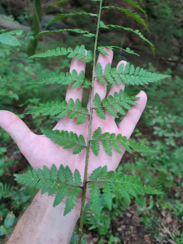 Dryopteris remota, photograph 3