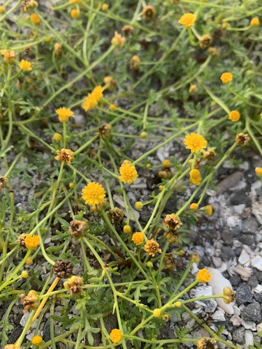 Chrysanthellum pusillum
