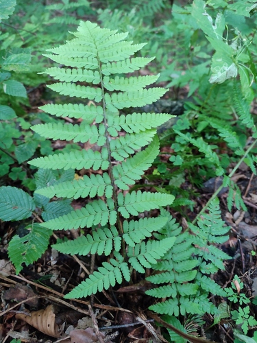 Dryopteris remota, photograph 4
