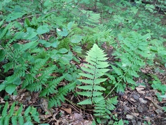 Dryopteris remota, photograph Erwin Gruber, CC BY, iNaturalist via GBIF