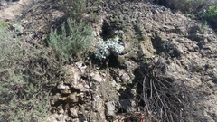 Eriogonum crocatum