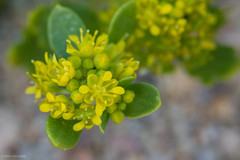 Lepidium flavum