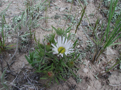 Townsendia grandiflora