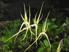 Brassia verrucosa