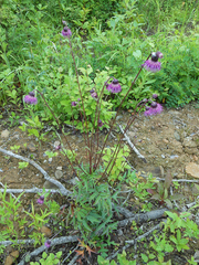 Cirsium schantarense