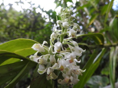 Calanthe calanthoides