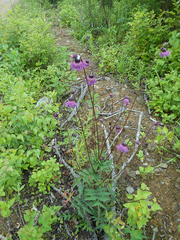 Cirsium schantarense