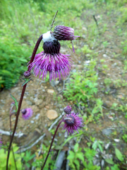 Cirsium schantarense