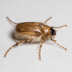 Phobetus mojavus