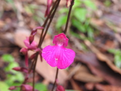Comparettia falcata