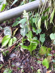 Calanthe calanthoides