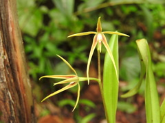 Prosthechea rhynchophora