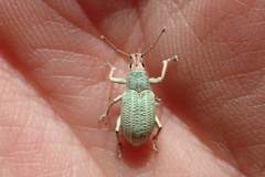 Compsus auricephalus